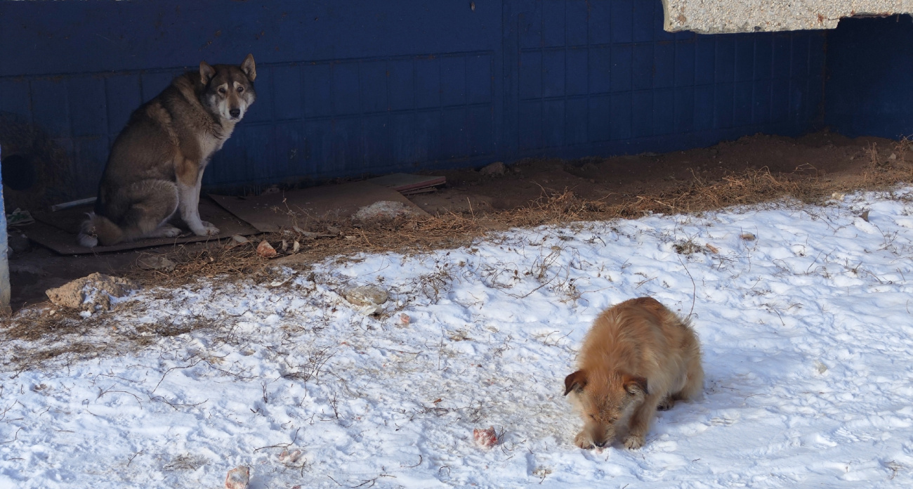 Предали и ушли: кинологи рассказали, что творится в душе собаки, которую отдают чужим