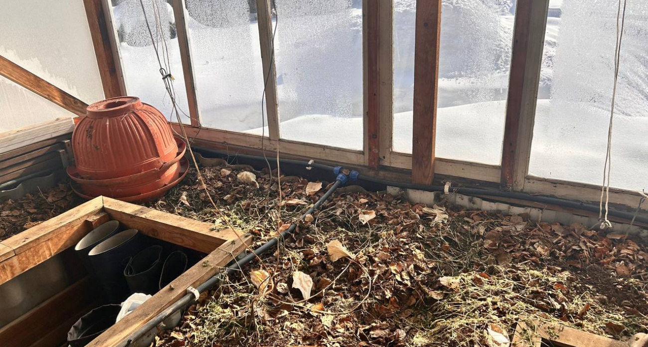 Плесень сожрет урожай за 2 недели: экстренная инструкция по спасению теплицы весной — пока не поздно