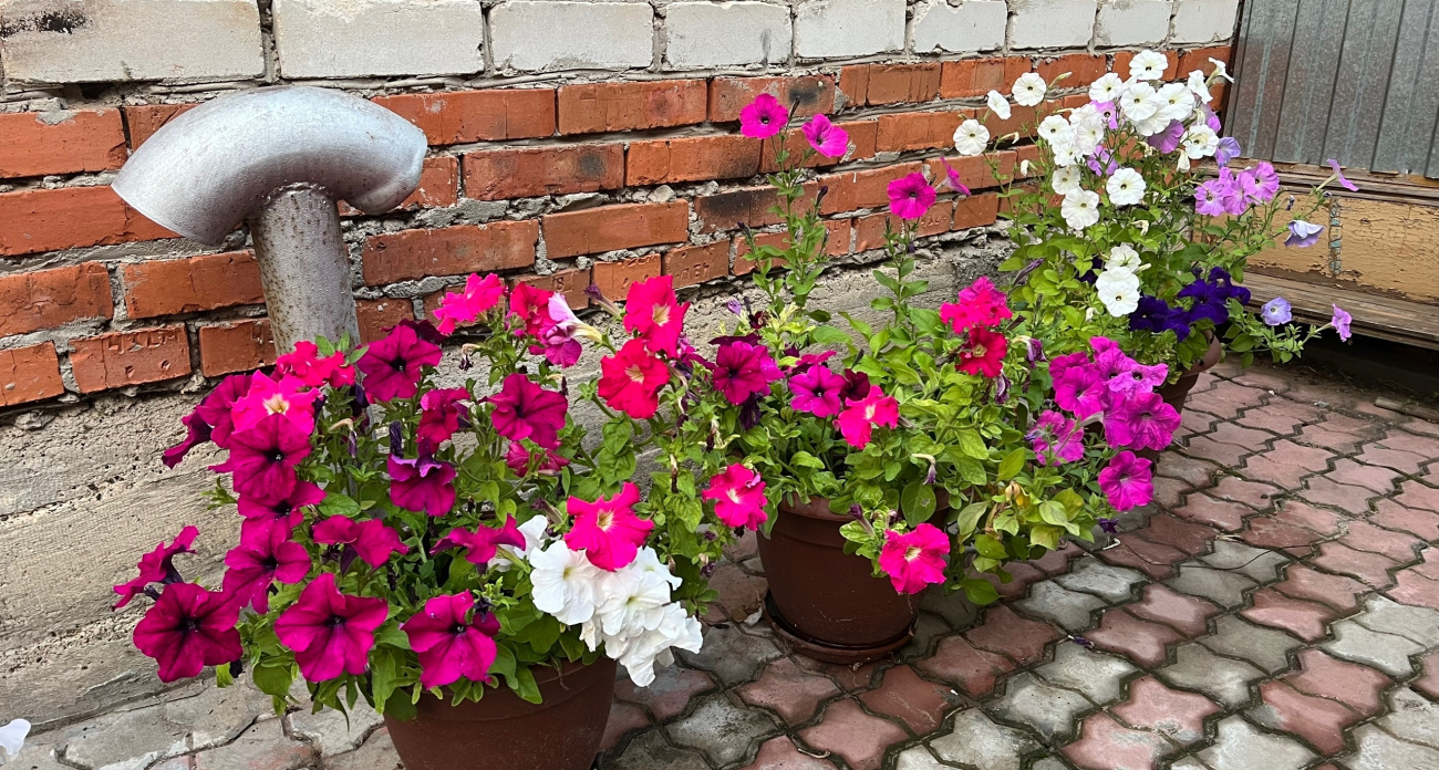 Тонкие, бледные, падают и не цветут: 7 роковых ошибок в выращивании петунии, которые превращают рассаду в мучение