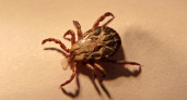 Огромные паукообразные-мутанты обнаружены в России: ситуация серьезная