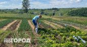 Это мощное средство отпугнет всех картофельных вредителей надолго: настойка без всякой химии