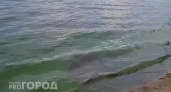 Волга в Новочебоксарске превратилась в "зеленку"