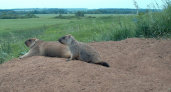 Жители Чувашии смогут в прямом эфире наблюдать за жизнью местных сурков и других диких животных