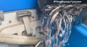 В Чебоксарское водохранилище выпустили более 10 тысяч мальков краснокнижной стерляди
