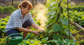 Стакан на ведро воды — и весенние заморозки огурцам не помеха: растут сладкими, сочными, хрустящими — словно с юга привезли