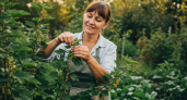 Секреты опытных садоводов: что обязательно делать со смородиной после урожая для рекордного плодоношения