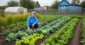 Дачник случайно вылил ведро прокисшего компота на сорняки — то, что произошло через час, удивило всех соседей