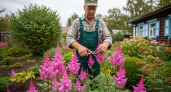 Одна ошибка в обрезке многолетников — и сад не переживет зиму