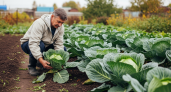 Почему опытные дачники никогда не трогают нижние листья капусты в сентябре: секрет, который удваивает урожай