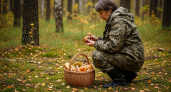 Сентябрьские трофеи: 7 грибов, которые опытные грибники ищут именно сейчас
