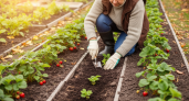 Сентябрьский секрет дачников: почему те, кто сажает клубнику осенью, собирают ягоды размером с грецкий орех