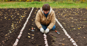 Опытный агроном раскрыл тайну гигантского чеснока: одна осенняя процедура заменяет все весенние подкормки