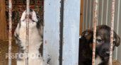Новочебоксарка хотела найти любимого пса, но пострадала от фальшивых волонтеров