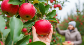 Почему одни садоводы собирают 40 кг яблок с дерева, а другие остаются ни с чем: секрет кроется в одной дате