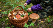 У нас в лесу появился необычный гриб: во Франции считается одним из самых дорогих и вкусных.