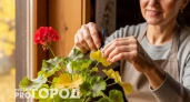 Мой секретный способ подготовки герани к зиме гарантирует цветение уже в феврале