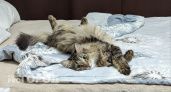 Почему кошка спит именно с вами: критерии, по которым питомцы выбирают человека для сна