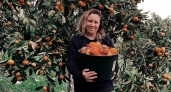 Поехала собирать мандарины и хурму в Абхазию: реальный заработок и о чём молчат работодатели