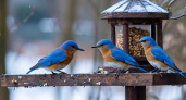 Массовая гибель синиц зимой связана с ошибками в установке кормушек: три правила, которые спасут птиц