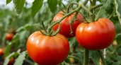 «Лучше, чем с грядки магазина» — призналась жена после первого укуса. 7 сортов помидоров, которые садят в спешке еще с осени