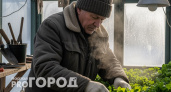 Опытные дачники держат это втайне: у них теплица не простаивает даже в морозы – приносит пользу круглый год 