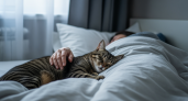 Что означает, когда кошка спит рядом с вами: 3 скрытых причины и главное, что нужно знать