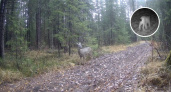 Фотоловушка в заповеднике "Присурский" засняла редкую рысь и косулю