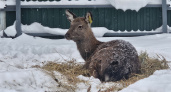 В новочебоксарском зоопарке появился новый житель - юная олениха Сильвия