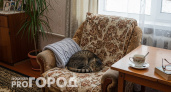 Кошки чувствуют плохих людей: один жест, по которому это сразу видно