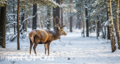 Как ее только не коверкают: как правильно называется самка оленя 