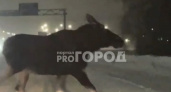 На дорогу между Чебоксарами и Новочебоксарском выбежал дикий лось