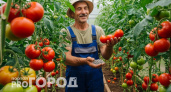 Дают 15 килограммов с куста: буду сажать только два сорта помидоров, зато каких