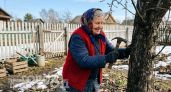 Все село повторяло за бабушкой: весной она забивала ржавые гвозди в сливу – и вот зачем