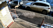 В Новочебоксарске появился новый житель из дикой природы: бегает по спальному району города