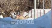 По Новочебоксарску бегала дикая косуля: в городе она получила травму