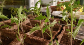 Сосед уже все высаживает, а у меня рассада стоит на месте: 5 неочевидных причин, которые тормозят рост сеянцев