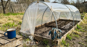 Три дуги всего за 299 рублей: самый дешевый парник построила сама – спасибо "Чижику"
