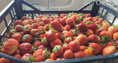 Черешня за 3000 рублей и клубника из Греции: какие ягоды появились на рынках уже в апреле и почему они такие дорогие