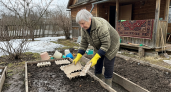 Раскладываю яичные лотки по огороду: соседи крутят у виска, а зря — этот метод спас мой урожай