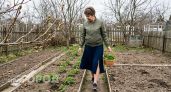 Жгучая помощница на шести сотках заменяет дорогие удобрения и сохраняет продукты без холодильника
