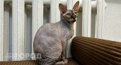 В Новочебоксарске отключают отопление: решение принято