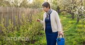 Красные вздутия на листьях смородины исчезнут после четырех обработок натуральными составами