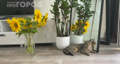 Запах, плесень и кошки в доме: один порошок решил все проблемы — это средство используют в больницах и садиках