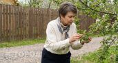 Червивых яблок в саду не будет если вовремя вывесить квас и установить ловчие пояса