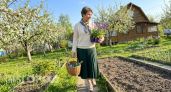 Вместо капризной лаванды посадите шалфей который цветет все лето и не вымерзает в суровые зимы