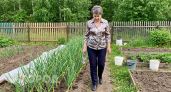 Чем подкормить чеснок в конце мая для налива крупной головки и крепкого зеленого пера