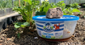 Банки от сметаны берегу: за 1 минуту делаю из них ловушки с "вкуснятиной" для слизней - вся армия сползается на аромат