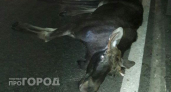 8 наездов за 21 день: в Чувашии лосята выходят на дороги