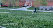 С новочебоксарских властей взыскали компенсацию за нападение бездомной собаки на ребенка