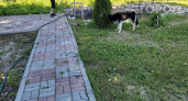 Дорожки, а не джунгли: 5 хитростей, чтобы сорняки больше не росли на плитке